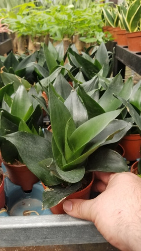 Imagen 2 de 2 de Sansevieria Black King Kong Fotos Reales
