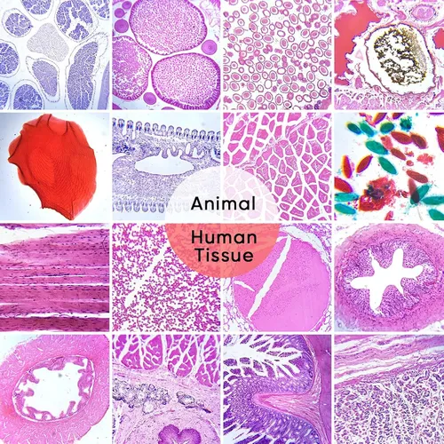 120 Portaobjetos De Microscopio Con Muestras, Diapositivas
