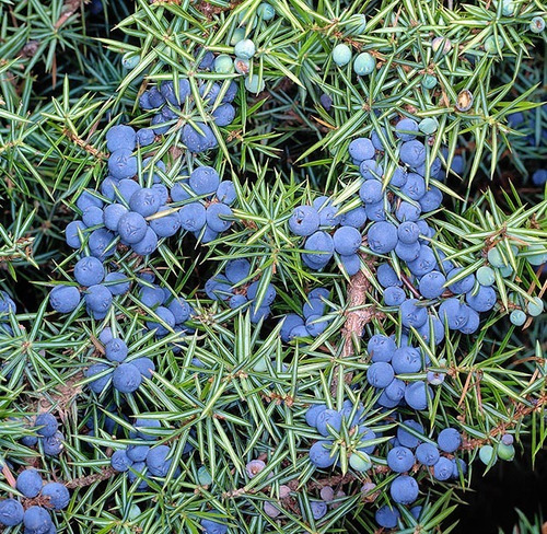 Semillas De Enebro Común-juniperus Communis X 20 Unid.