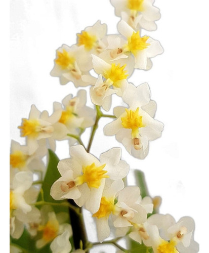 Orquídea Oncidium Twinkle Fragrance Fantasy ! Planta Adulta 
