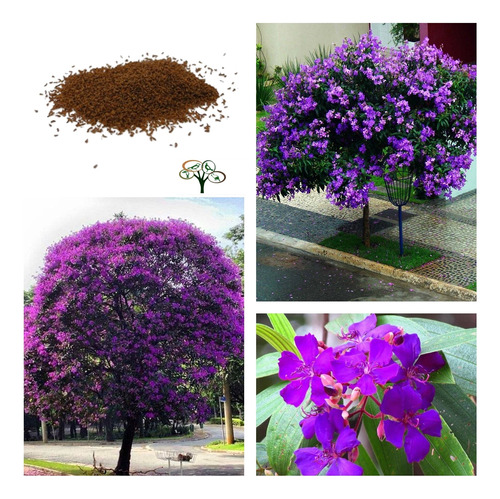 300 Sementes Quaresmeira Roxa Tibouchina P/ Mudas Nativas 