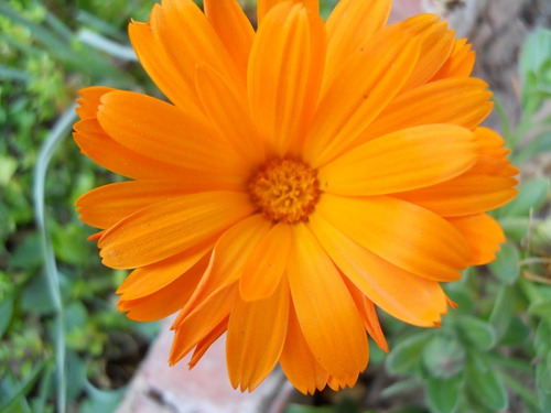 1 Libra Semillas De Calendula Officinalis - Caléndula