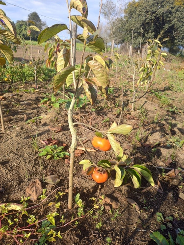 Imagen 3 de 3 de Persimon (frutos Exoticos)