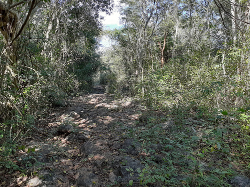 Terreno Con Cenote En Venta En Xtut, Valladolid Yucatán