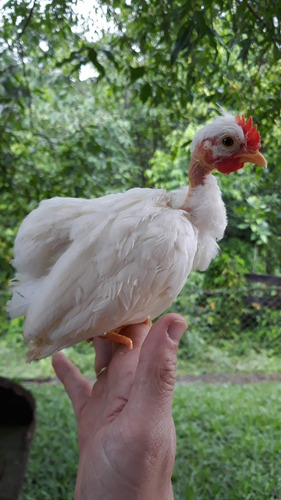Ovos Galados Garnizé Suro Pescoço Pelado Polaco Branco 12un