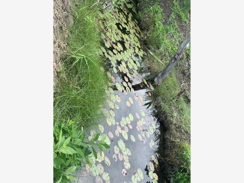 Imagen 2 de 2 de Terreno En Venta Francisco J. Mujica