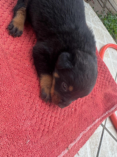 Vendo Hottweiler (filhote)
