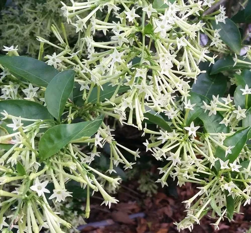 Dama-da-noite, arbusto de aroma único
