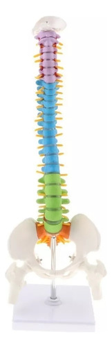 Modelo Detallado De Columna Vertebral Humana Flexible De 45