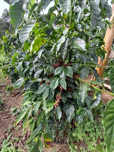 Finca En Restrepo Valle