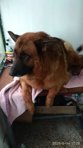 Guau Guau: Cursos De Peluquería Canina 12 Clases