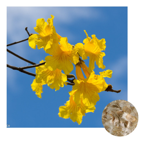 Sementes De Ipê Amarelo Cascudo 2g