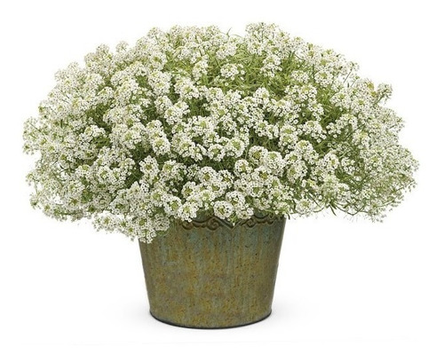 Imagem 1 de 8 de 50 Sementes De Alisso Branco Flor De Mel Alyssium Para Mudas
