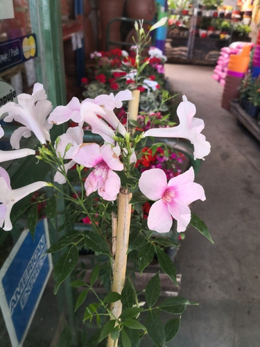 Planta De Bignonia Jazminoide Campana Rosa Flor Enredadera 