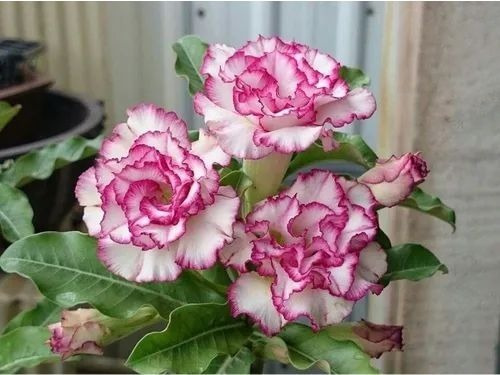 Imagem 4 de 10 de Mix De Rosas Do Deserto Enxertadas - 5 Unidades