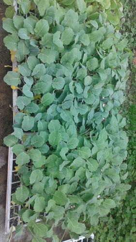 Imagen 2 de 6 de Plantines Para Huerta Por Docena