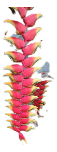 Heliconia Rostrata (2 Risomas) Vermelho