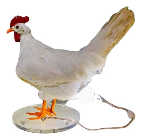 Ba Lámpara De Mesita De Noche Creativa Con Forma De Pollo,