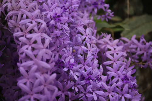 Planta De Wisteria Mexicana