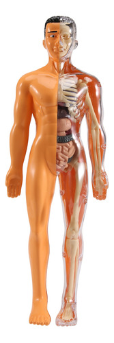 Modelo 3d De Anatomía Del Cuerpo Humano, Plástico, Bricolaje