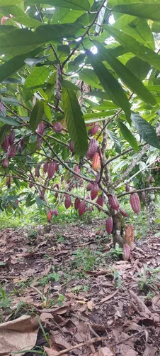 Finca Multipropósito En Minasal Yacopi Cundinamarca