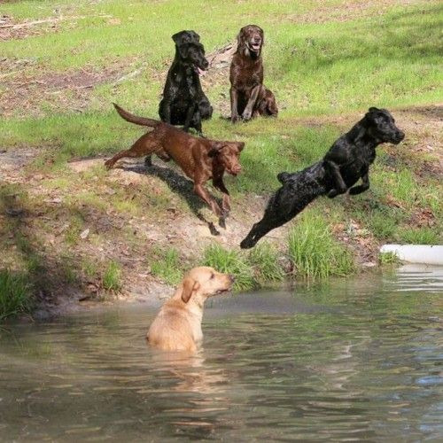 Labrador Negros Hembras Y Machos Puros 100% Con Garantia