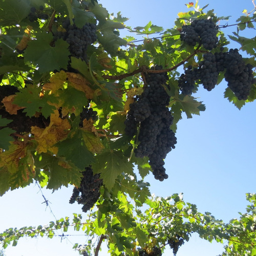 Imagen 2 de 14 de Vendo Finca 20 Hectareas Con Produccion De Viñedos Atuel Norte-san Rafael