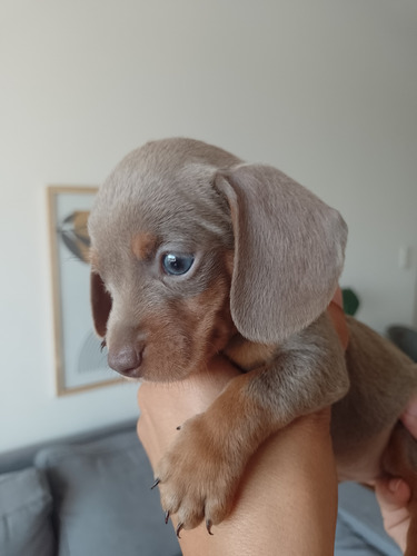 Cachorros Salchicha Mini Dachshund Macho Piedbald Chocolate Piedbald