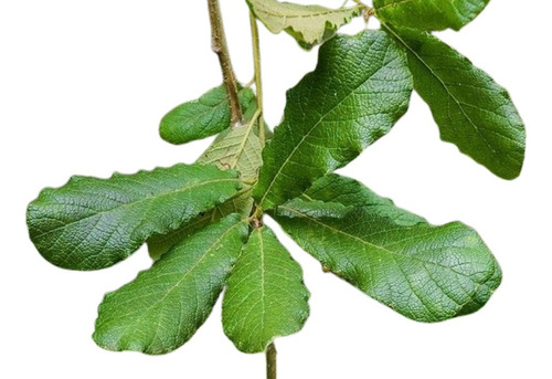 Encino Rugosa ( Planta ) Quercus Rugosa Née. 1.5 A 1.8 M
