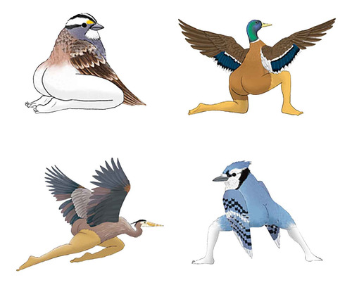 Pegatinas O Accurate Bird Stickers 1001