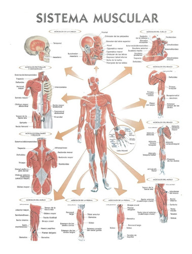 Sistema Muscular (  Lámina )
