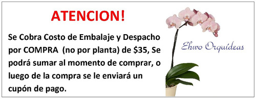 Orquídea Wilsonara Firecracker | MercadoLibre