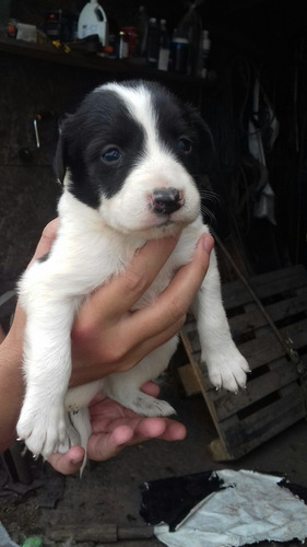 Cachorros Border Collie Criadero El Trisquel