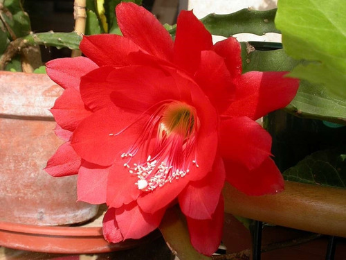 Muda De Epiphyllum Ackermannii (dama Da Noite Vermelha)