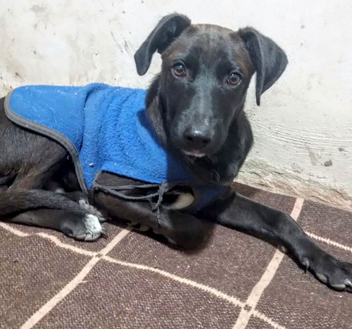Cachorrito Thomy, 4 Meses ( A Abril) De Pura Ternura, Un Sol