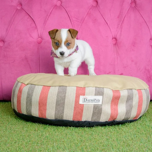 Jack Russell 31 Tricolor