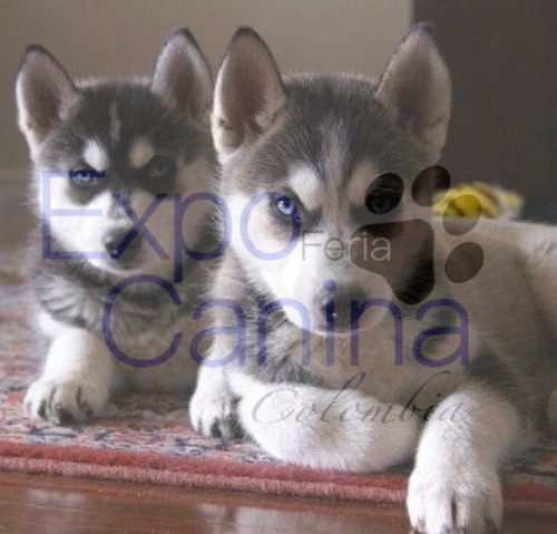 Cachorro Lobo Siberiano Husky Raza Mascota Macho Ojos Azules
