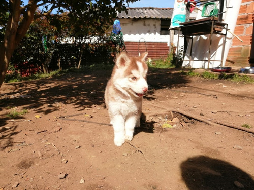 Cachorros Husky Siberiano Mascotas Rionegro Bogota