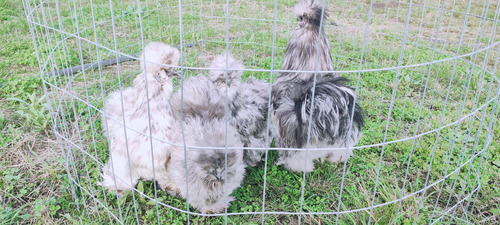 Gallina Sedosa Japonesa Huevos Fértiles. (Usado)
