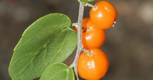 Celtis Tala - Árbol Nativo - Cañuelas
