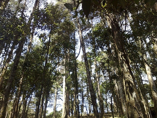 Imagem 2 de 3 de Lote Área Nobre Santo Antônio Do Pinhal - Sp - Condomínio Portal Da Mantiqueira - Lt-11105