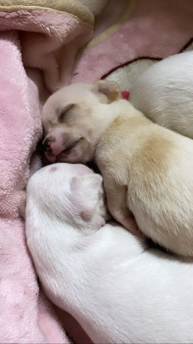 Hermosos Chihuahuas Puros Blanco-beige 400