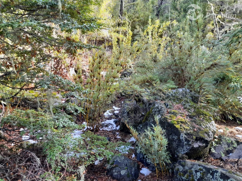 Sitio En Venta En Las Trancas Camino A Termas De Chillán