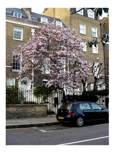 Semillas De Magnolia Soulangeana - Magnolio Chino Codigo 816