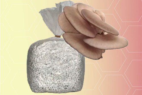 Micelio Seta Gris Claro 4.5kg