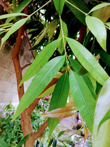 Zyzygium Hojas Fresca100 Diabetes Riñón Hígado Envío Gratis