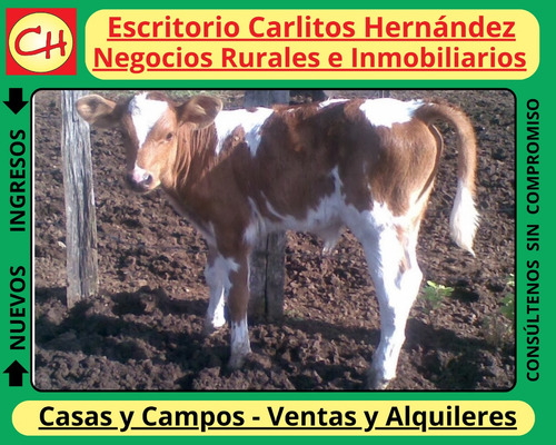 Ref 1054) Campo Con Establecimiento Completo Agricola Ganadero Para Arrendar Zona 25 De Mayo En Florida Es De Unas 370 Hectareas Con Casco , Galpones , Casa De Personal , Muy Buenas Aguadas Naturales