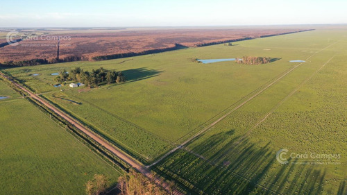 Imagen 14 de 14 de Se Vende Campo Foresto-ganadero De 1123 Ha En Paraje Galarza. Iberá. Corrientes