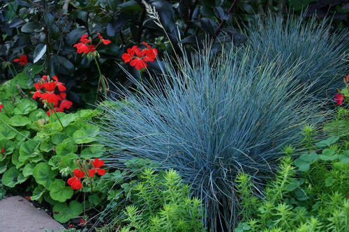 Imagem 8 de 9 de Grama Azul Festuca Glauca Blue - Sementes Flor Pra Mudas