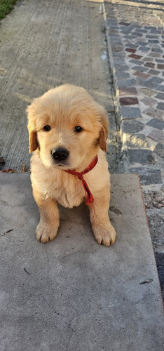 Golden Cachorros Hembra Y Machos Entrega 24 De Mayo